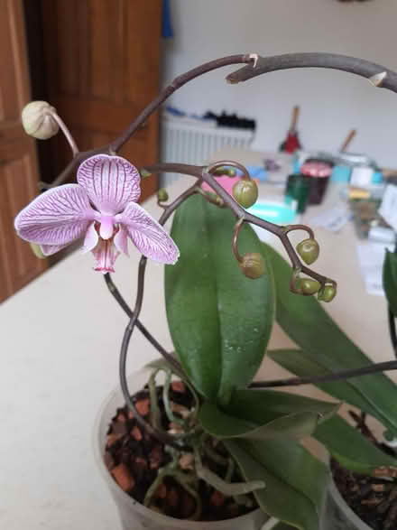 Photo of free In flower orchids (Stroud central) #2