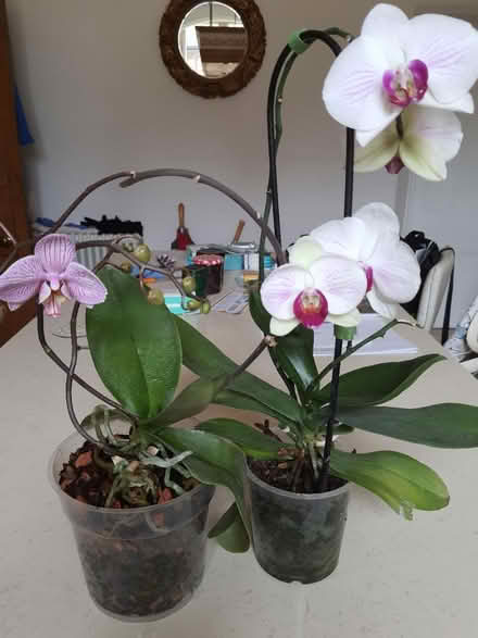 Photo of free In flower orchids (Stroud central) #1