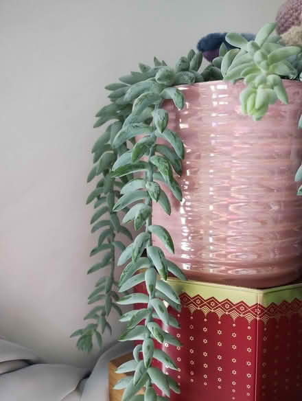 Photo of free Cutting of Dunkey's tail plant (Harrogate) #2