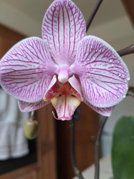 Photo of free In flower orchids (Stroud central) #4