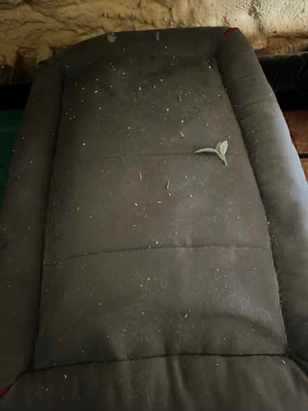 Photo of free Dog Bed (Raritan twp) #1
