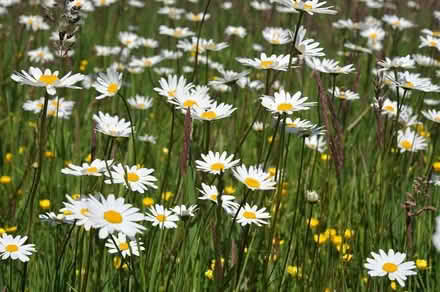 Photo of free Oxeye daisy plants (Penrith CA11) #1