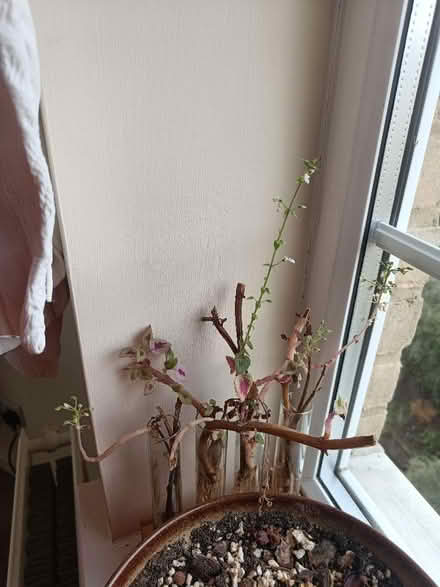Photo of free Coleus rooted cuttings (Littlemore OX4) #2