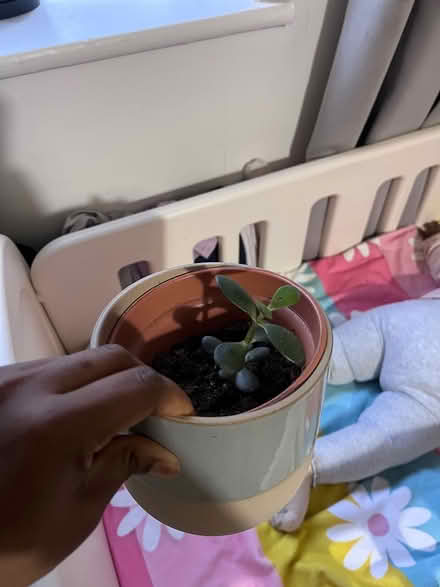 Photo of free One jade and one haworthia (Palmerston road, E17) #2