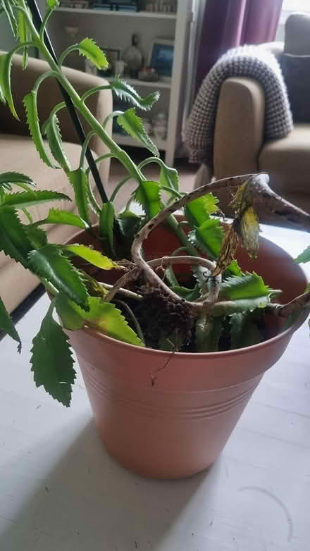 Photo of free Plant (Cardonald G52) #1