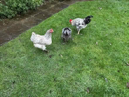 Photo of free Three chickens , two hens one cockerel (Crowland PE6) #1