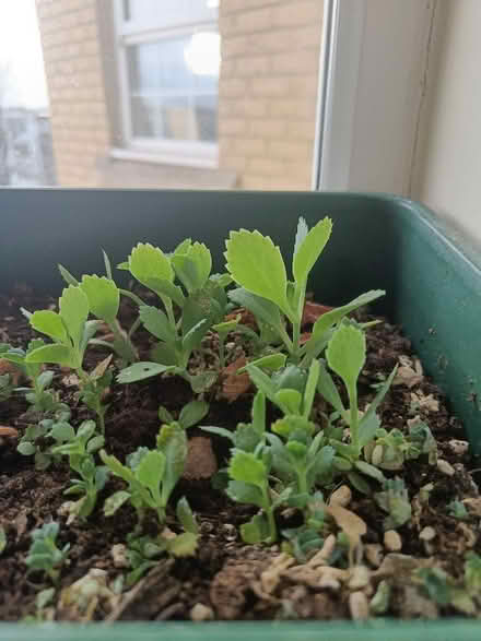 Photo of free Mother of thousands (Littlemore OX4) #1