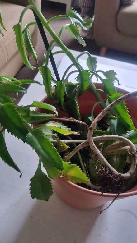 Photo of free Plant (Cardonald G52) #2
