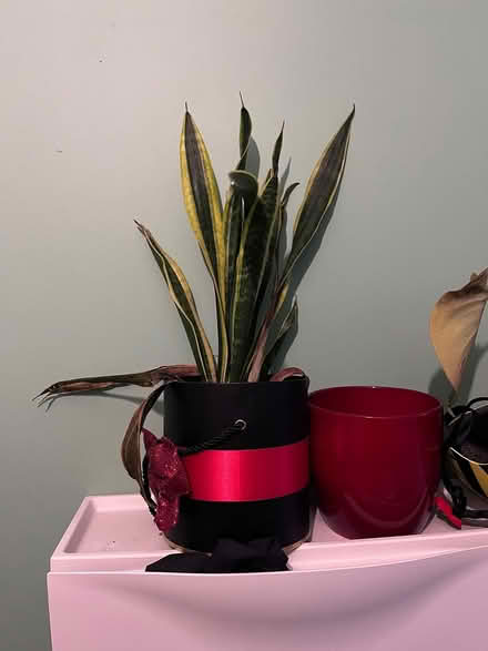 Photo of free Snake plant (Palmerston road, E17) #1