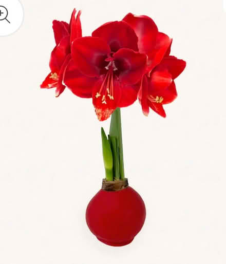 Photo of free Amaryllis bulb (Odenton) #1