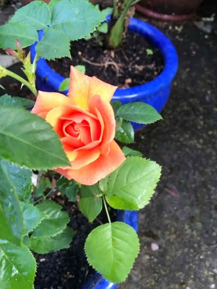 Photo of free Teddy bears (Belper DE56) #2