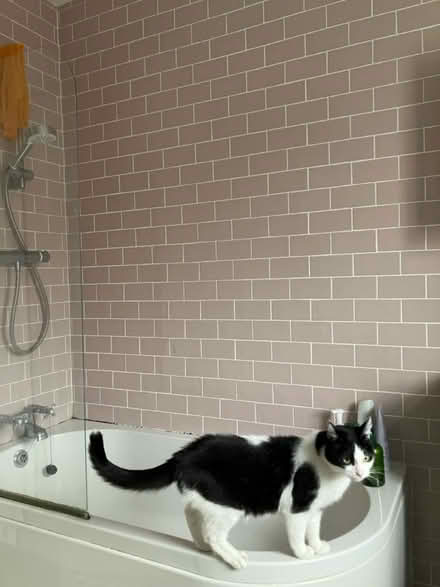 Photo of free Wall tiles (Kirkstall LS5) #3