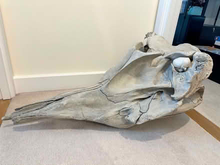 Photo of Original owners of a whale skull named Albert (Yaverland PO36) #1