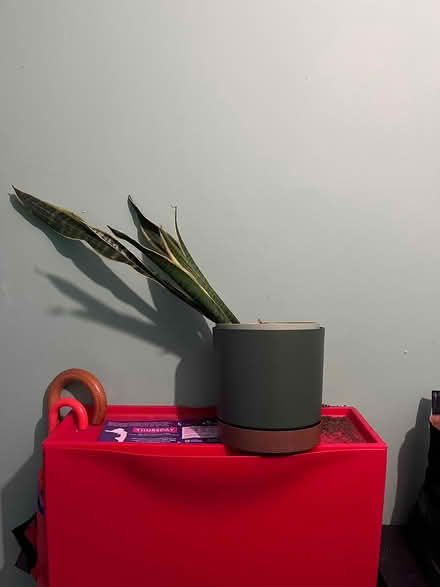 Photo of free Snake plant (Palmerston road, E17) #2