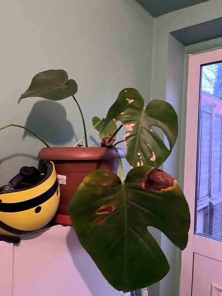 Photo of free Baby monstera (Palmerston road, E17) #1