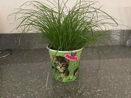 Photo of free Cat Grass (Northaw EN6) #1