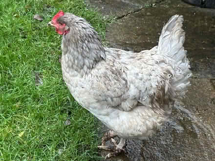 Photo of free Three chickens , two hens one cockerel (Crowland PE6) #3