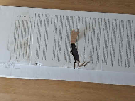 Photo of free Luxury Vinal Laminate flooring (Filwood Ward BS4) #4