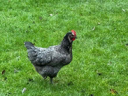 Photo of free Three chickens , two hens one cockerel (Crowland PE6) #4