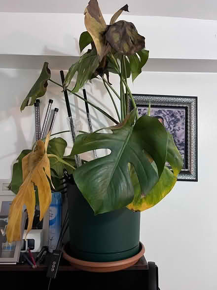 Photo of free Monstera. Needs tlc (Palmerston road, E17) #1