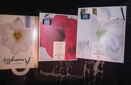 Photo of free 3 empty amaryllis bulb carton boxes (Sheffield centre S1) #1