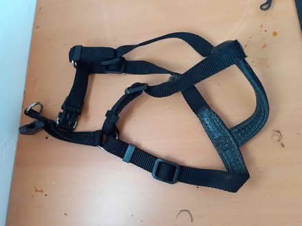 Photo of free Dog harness (Marston, Oxford OX3) #1