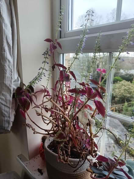 Photo of free Coleus rooted cuttings (Littlemore OX4) #1