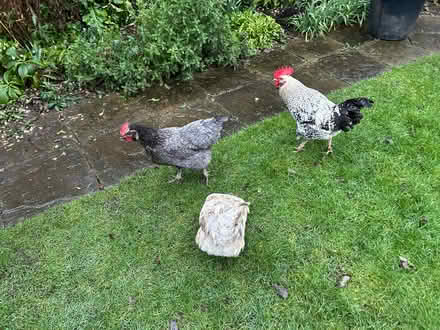 Photo of free Three chickens , two hens one cockerel (Crowland PE6) #2