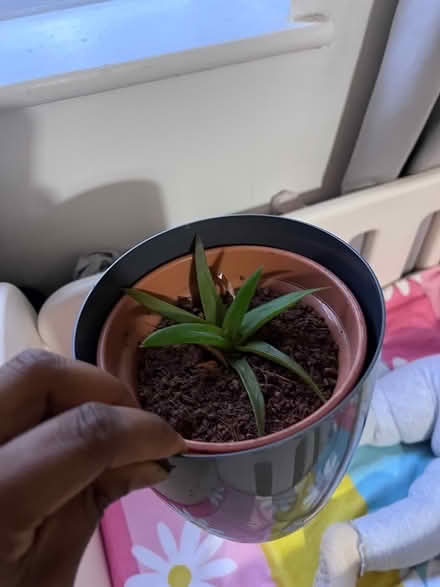 Photo of free One jade and one haworthia (Palmerston road, E17) #1