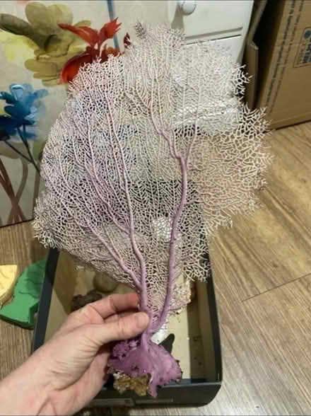 Photo of free Coral / Driffwood & shells (Cheshunt En8) #1