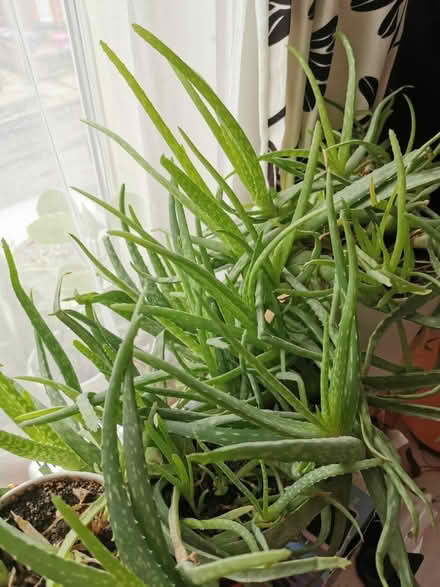 Photo of free Aloe vera and spider plant (Toxteth L8) #1