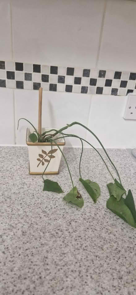 Photo of free Pot and cheese plant (Penge SE20) #1