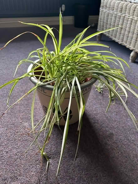Photo of free Spider plant and pot (Funtley PO17) #1