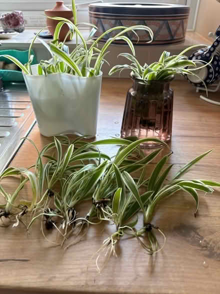 Photo of free Spider plants (Eastbourne BN21) #1