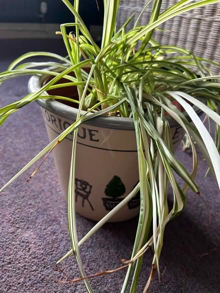 Photo of free Spider plant and pot (Funtley PO17) #2
