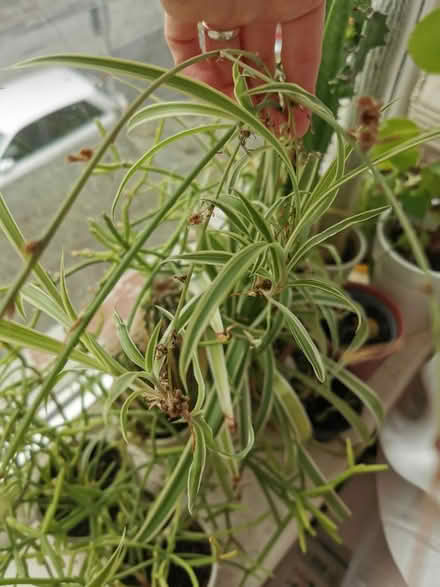 Photo of free Aloe vera and spider plant (Toxteth L8) #2