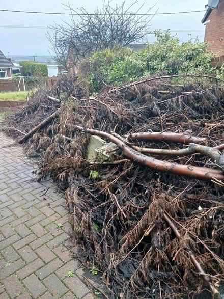 Photo of free Tree branches (BT48) #1