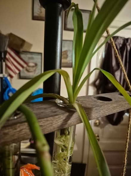 Photo of free plants (Near Dupage County Seat) #2