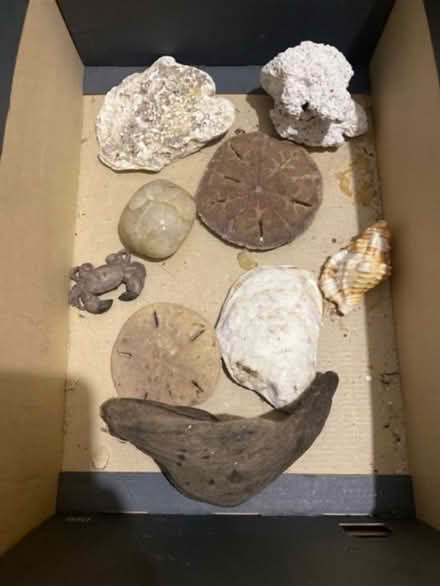 Photo of free Coral / Driffwood & shells (Cheshunt En8) #2