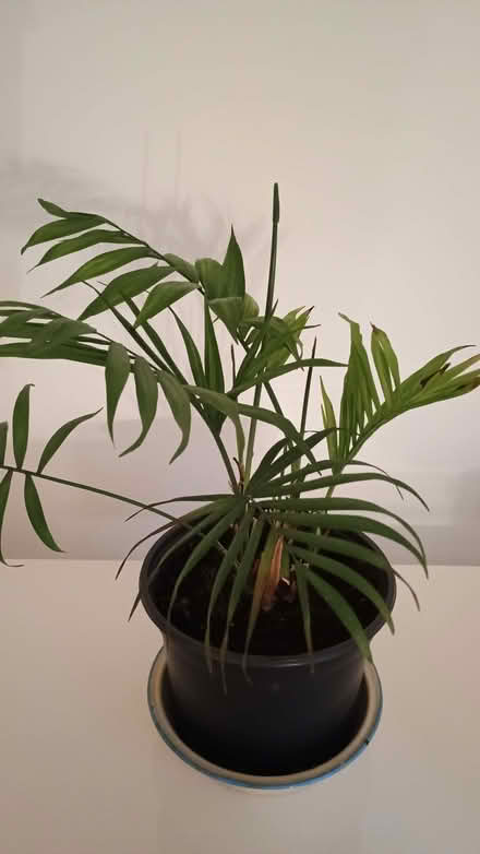 Photo of free indoor fern (Arnside LA5) #1