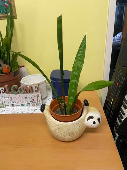 Photo of free Snake plant (sanseveria)in pot (Southdown) #1