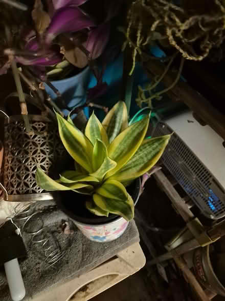 Photo of free plants (Near Dupage County Seat) #3