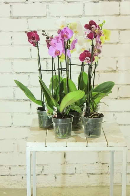 Photo of Clear plastic Orchid pots (Finstock Heath OX7) #1
