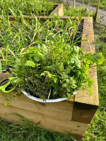 Photo of Herb Plants (Kemptown BN2) #1