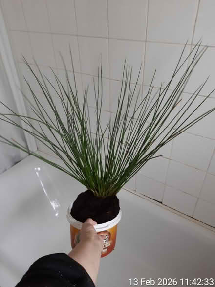 Photo of free Soft rush▪outdoor ornamental grass (Edgwarebury Lane) #1
