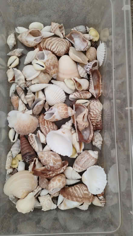 Photo of free Assorted shells (Hawthorne) #1