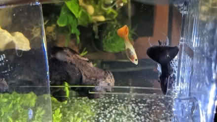 Photo of free Guppy (Fence Houses DH4) #1