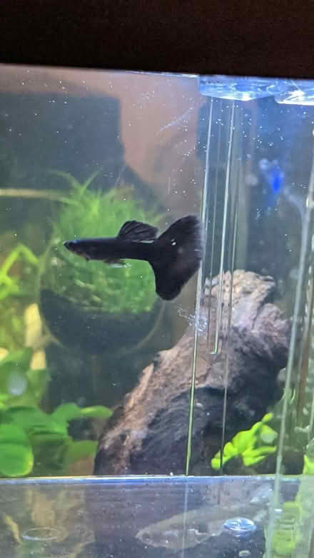 Photo of free Guppy (Fence Houses DH4) #2