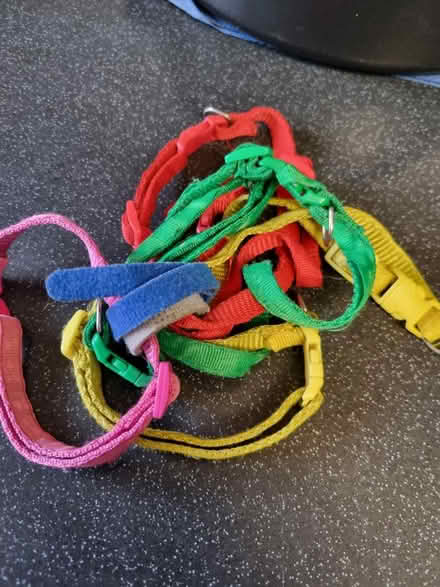 Photo of free Adjustable puppy collars (SE20) #1