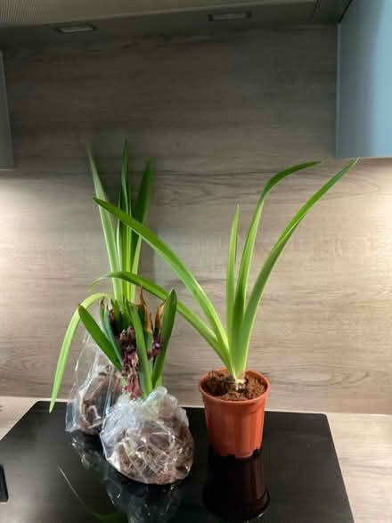 Photo of free 2 Amaryllis bulbs & Hyacinth Bulbs (Peel Hall Wythenshawe M22) #2